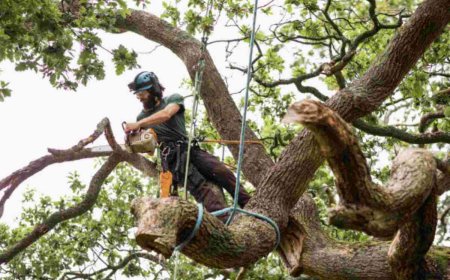 Emergency Tree Removal: What You Need to Know to Stay Safe and Prepared