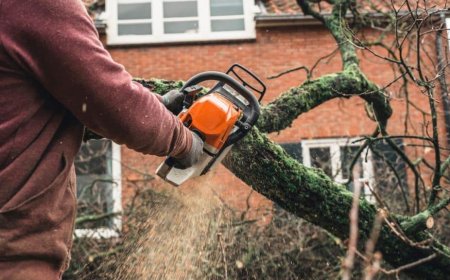 Emergency Tree Removal: What You Need to Know When Disaster Strikes
