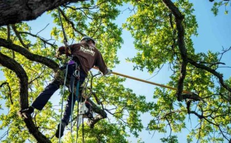Emergency Tree Removal: What to Do When a Tree Becomes a Serious Hazard