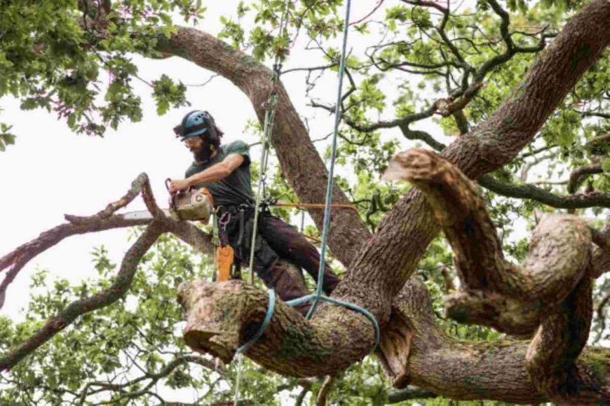 Emergency Tree Removal: What You Need to Know to Stay Safe and Prepared