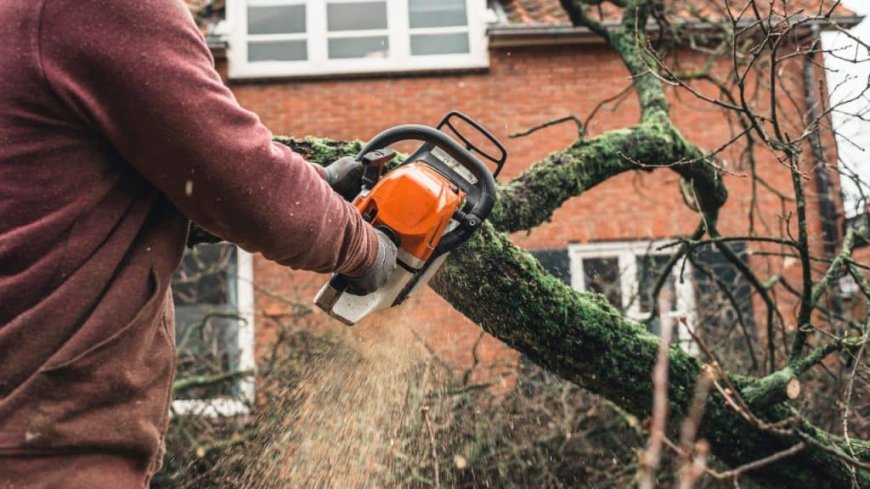 Emergency Tree Removal: What You Need to Know When Disaster Strikes