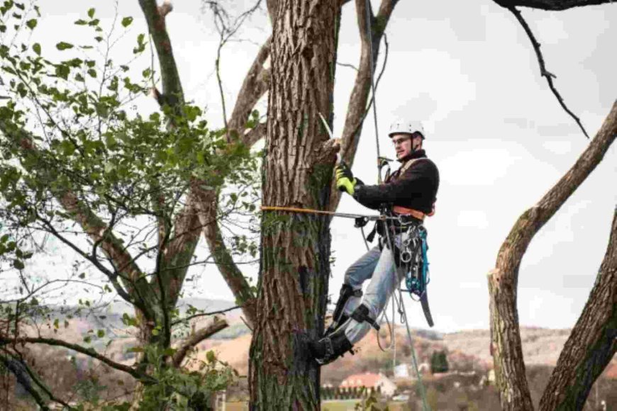 Emergency Tree Removal: What You Need to Know Before It’s Too Late