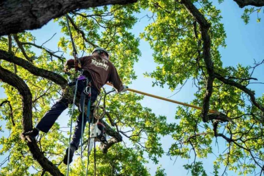 Emergency Tree Removal: What to Do When a Tree Becomes a Serious Hazard