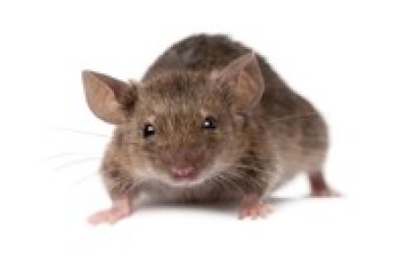Need Reliable Removal Services? Try Rodent Control Melbourne Experts
