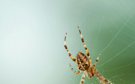 Safe and Smart Pest Control for Perth Homes & Businesses