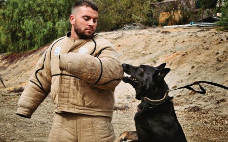 Trained Personal Protection Dogs for Sale: Why a Belgian Malinois Protection Dog May Be the Perfect Choice
