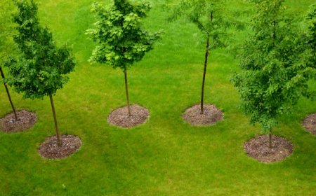 Landscape Construction Services Near Me