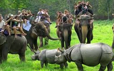 Explore Wildlife at Kaziranga National Park Assam’s Pride