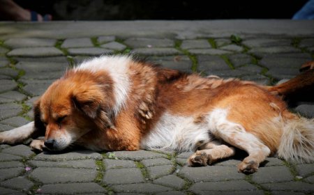 Care for Your Dog After Neutering: Warning Signs & Recovery Tips