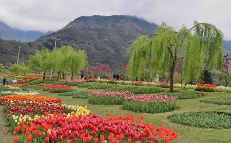 Explore the Beauty of Kashmir with Srinagar Local Sightseeing