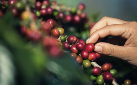 Wholesale Coffee Suppliers You Can Trust—Straight from Miami’s Best Roaster