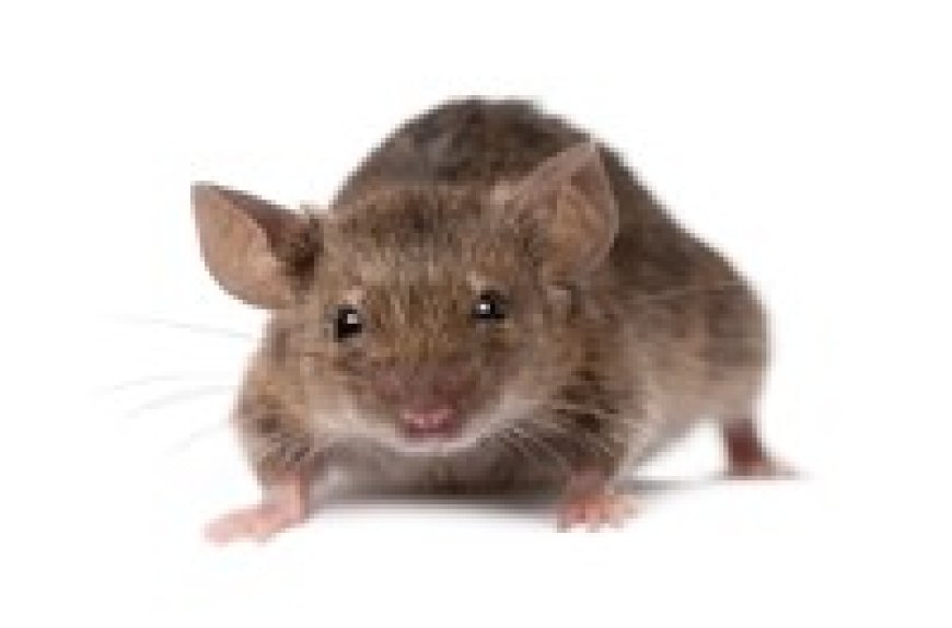Need Reliable Removal Services? Try Rodent Control Melbourne Experts
