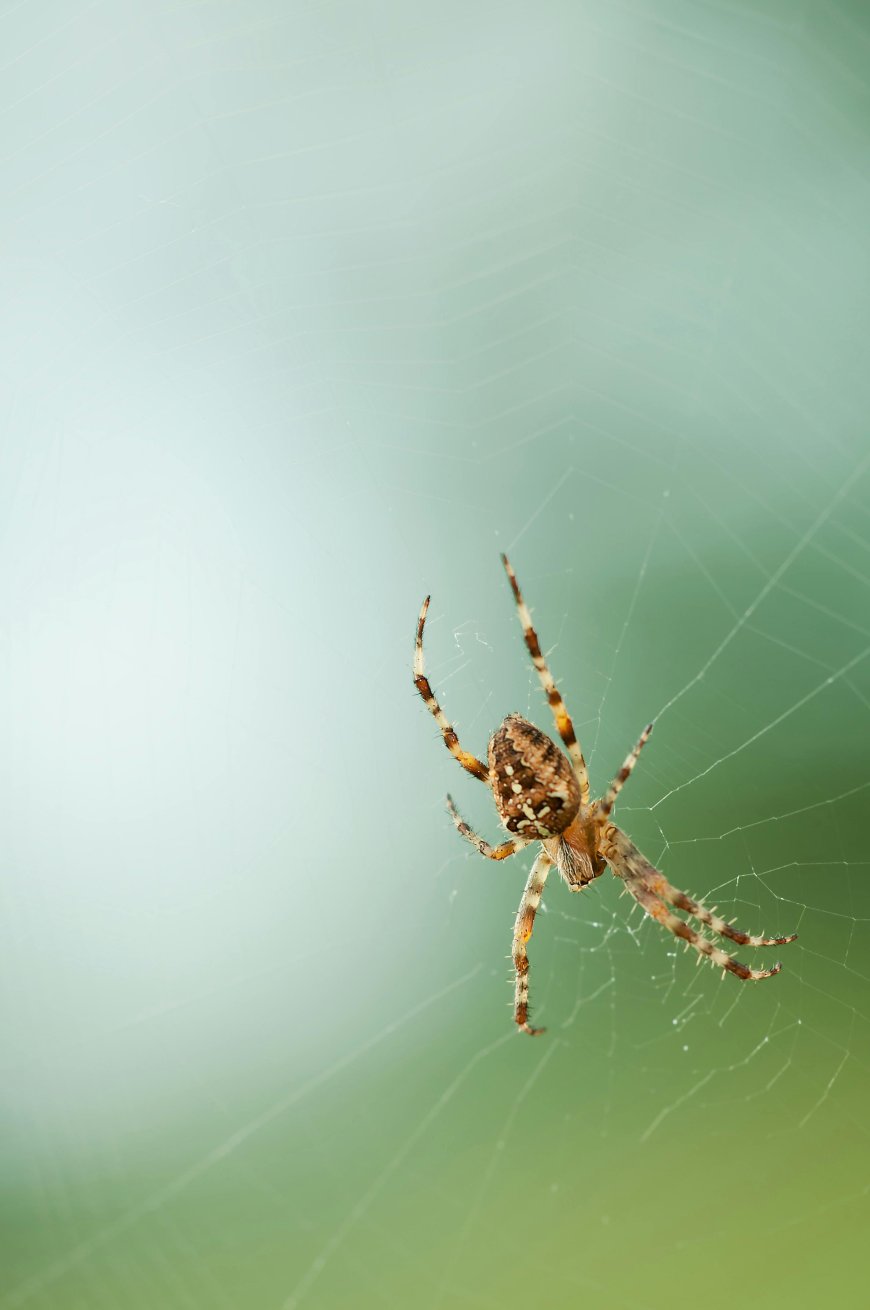 Safe and Smart Pest Control for Perth Homes & Businesses