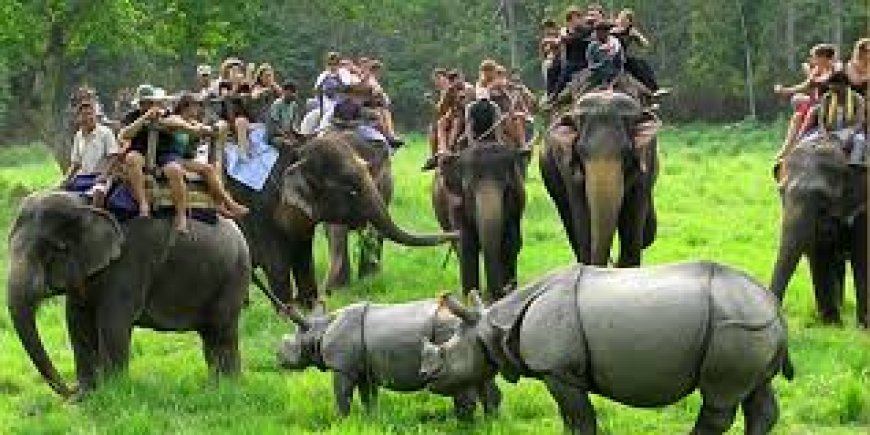 Wildlife Wonders Await at Kaziranga National Park Assam