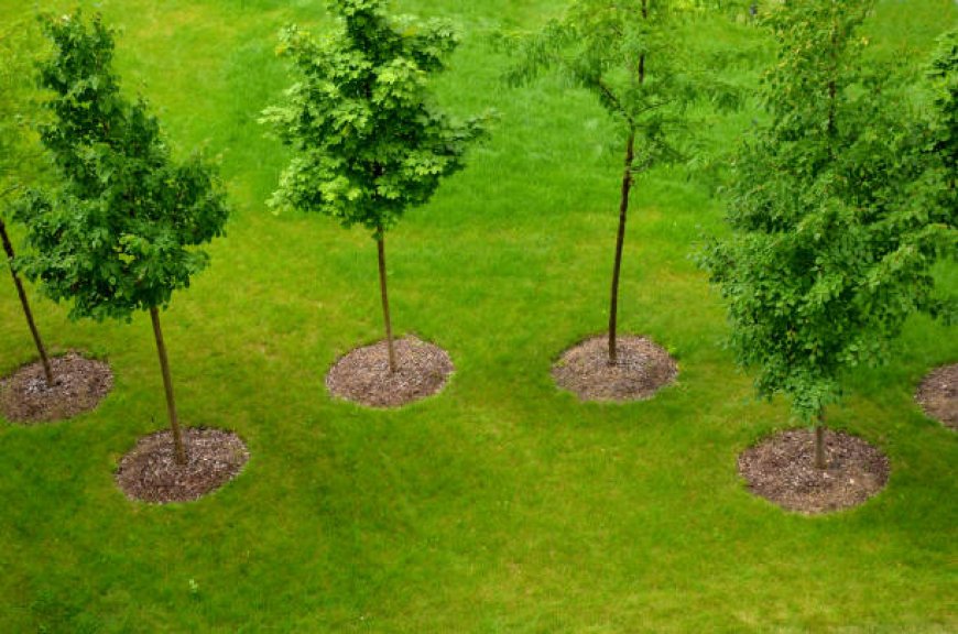 Landscape Construction Services Near Me