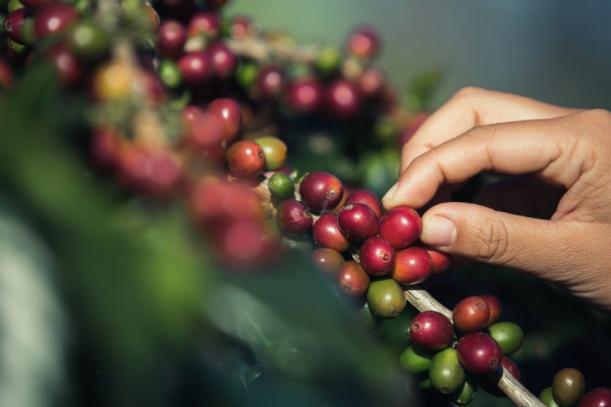 Wholesale Coffee Suppliers You Can Trust—Straight from Miami’s Best Roaster